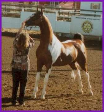 Rocky's left side with Connie in show ring